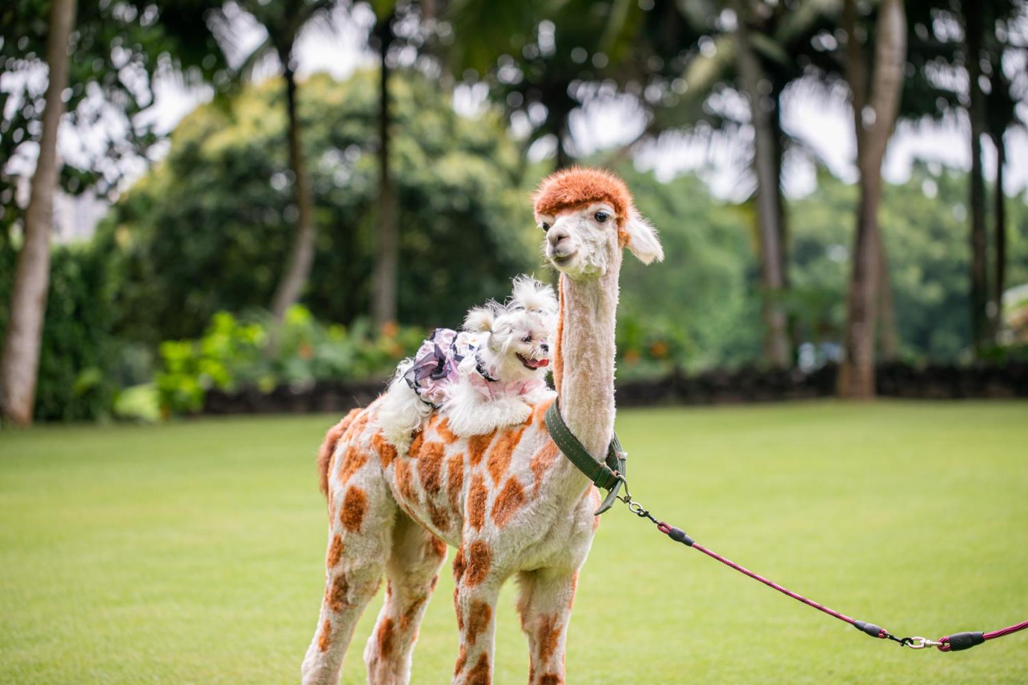 Mission Hills Resort Haikou Haikou  Esterno foto